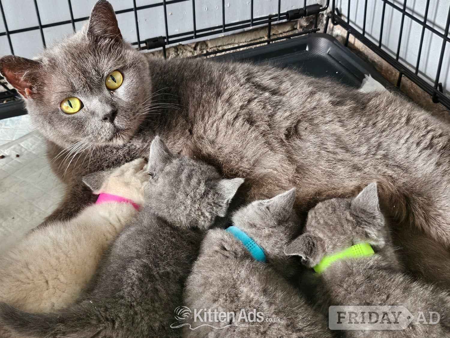 British blue shorthairs kittens full pedigree  - Cats & Kittens in Swansea