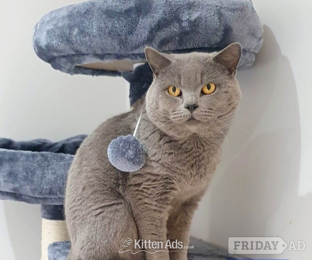 British blue shorthairs kittens full pedigree  - Cats & Kittens