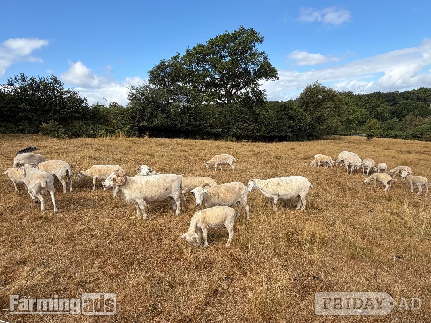 Genuine Flock Reduction of Registered Wiltshire Horn Ewes / Lambs in Chard