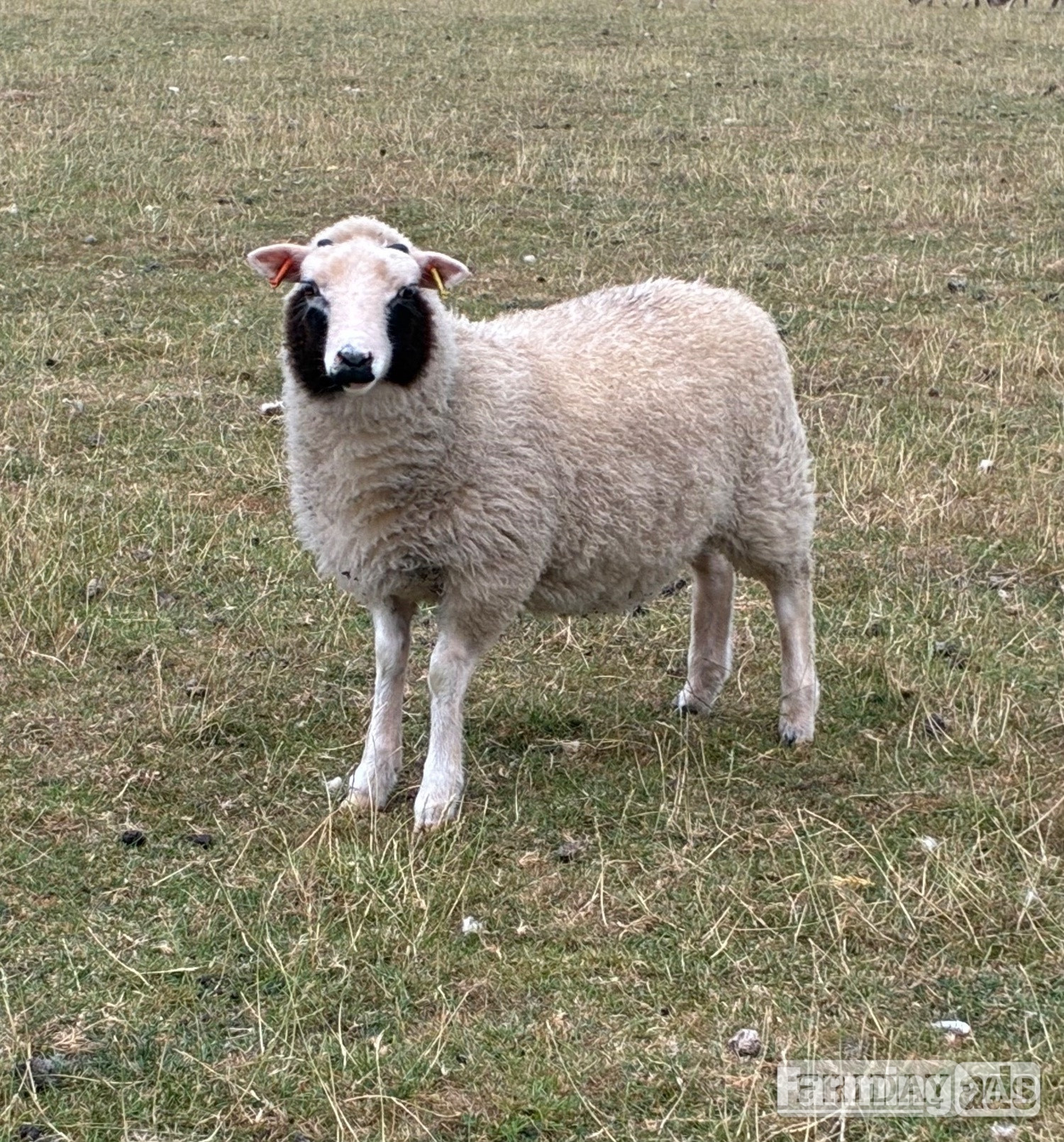 Shetland sheep wethers (castrated rams) for sale  in Leighton Buzzard