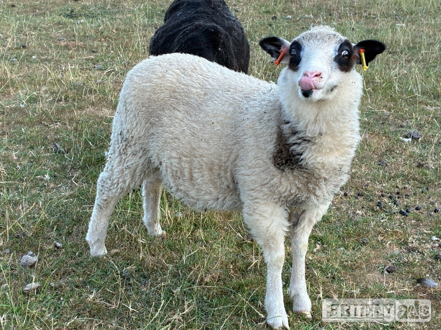 Shetland sheep wethers (castrated rams) for sale 