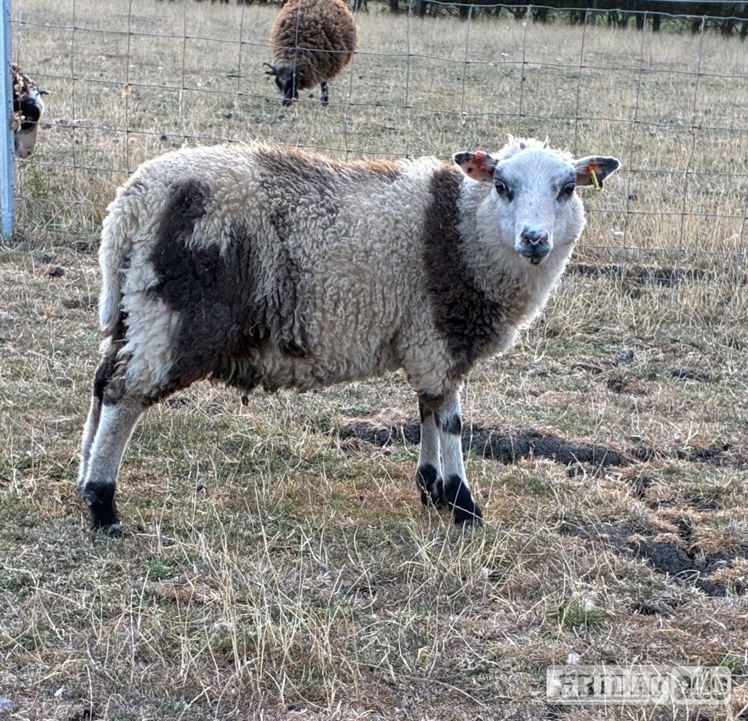 Leighton Buzzard Shetland sheep wethers (castrated rams) for sale 