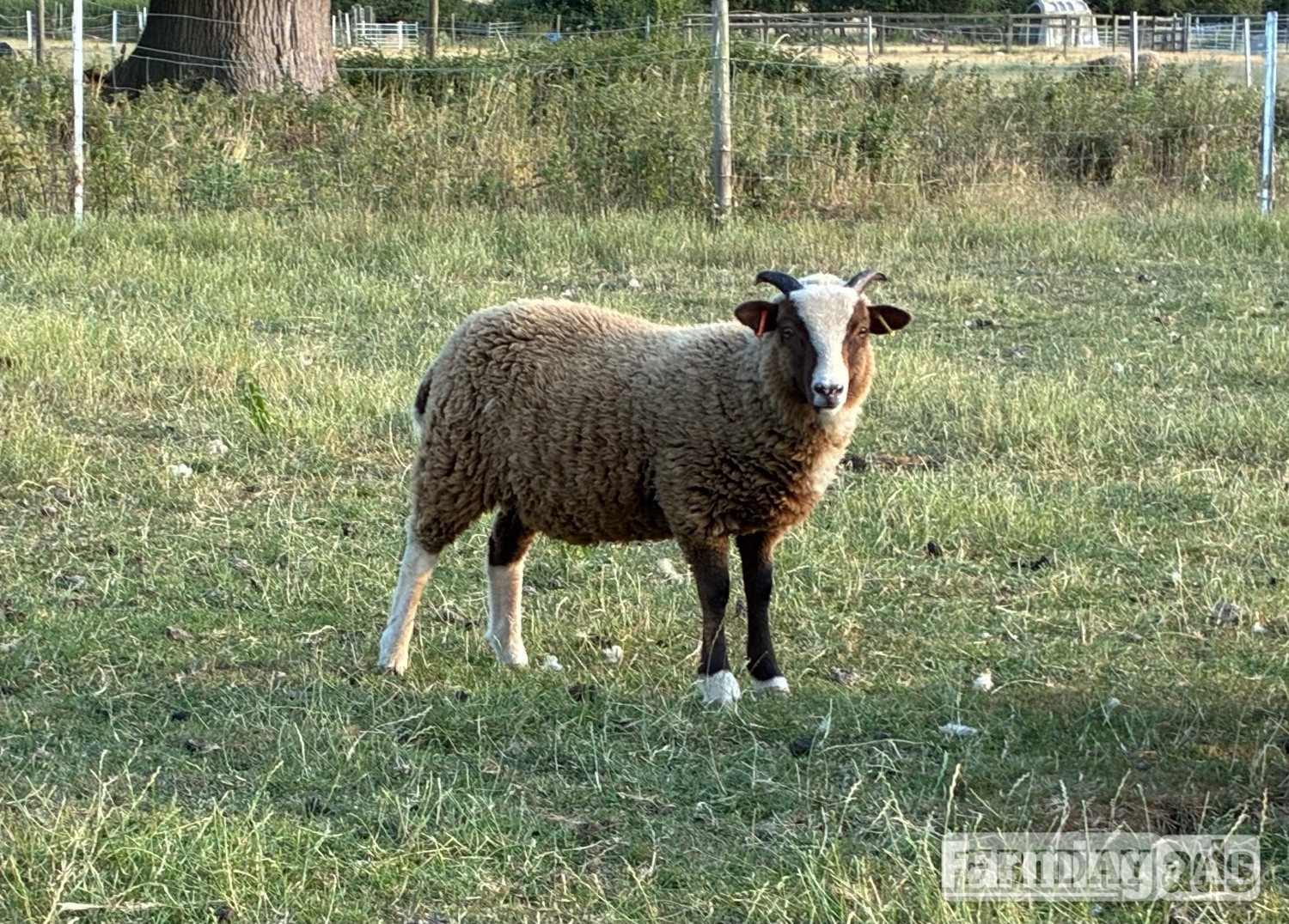 Shetland sheep wethers (castrated rams) for sale  - Livestock in Leighton Buzzard