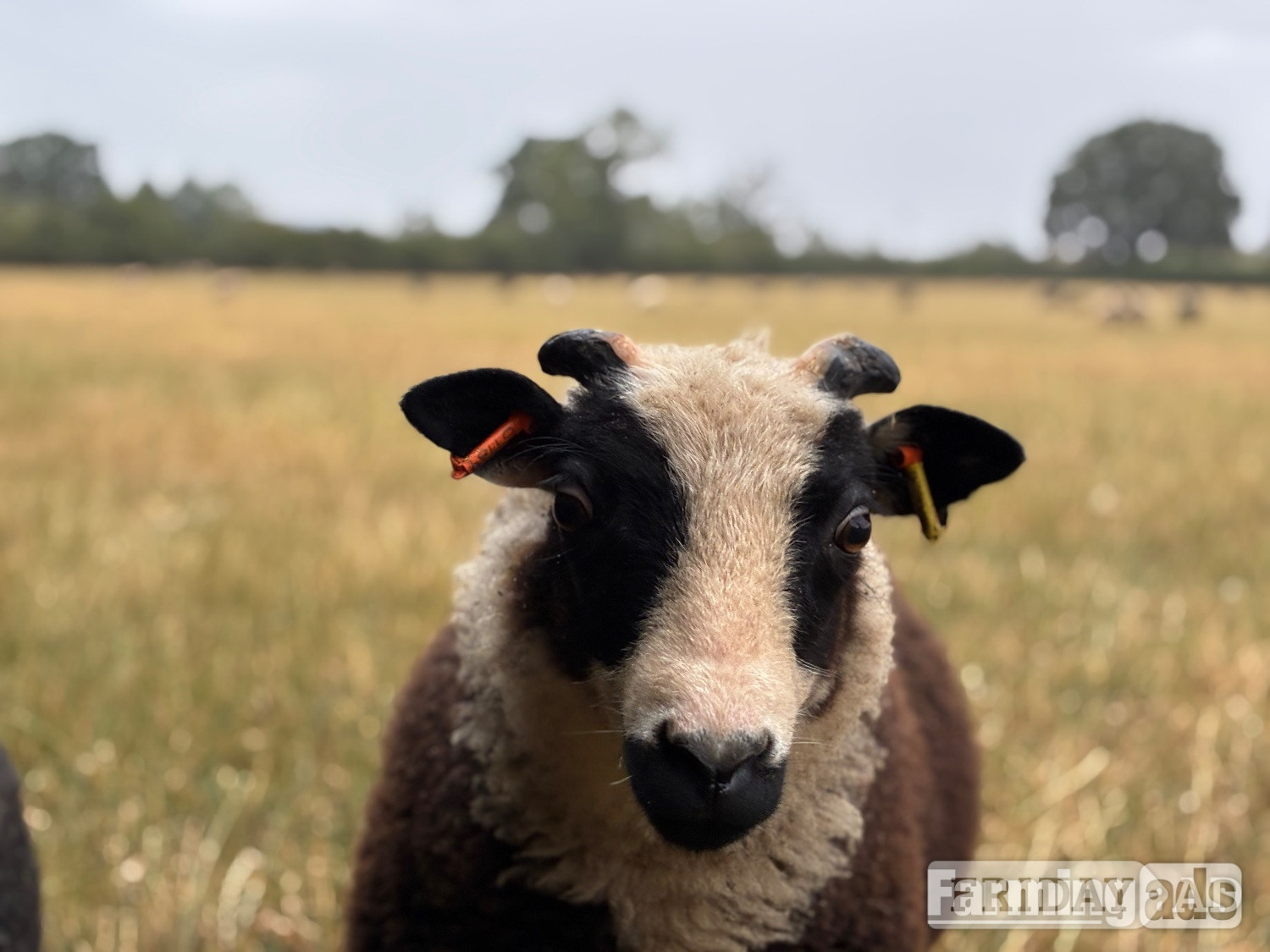Shetland sheep wethers (castrated rams) for sale  - Livestock