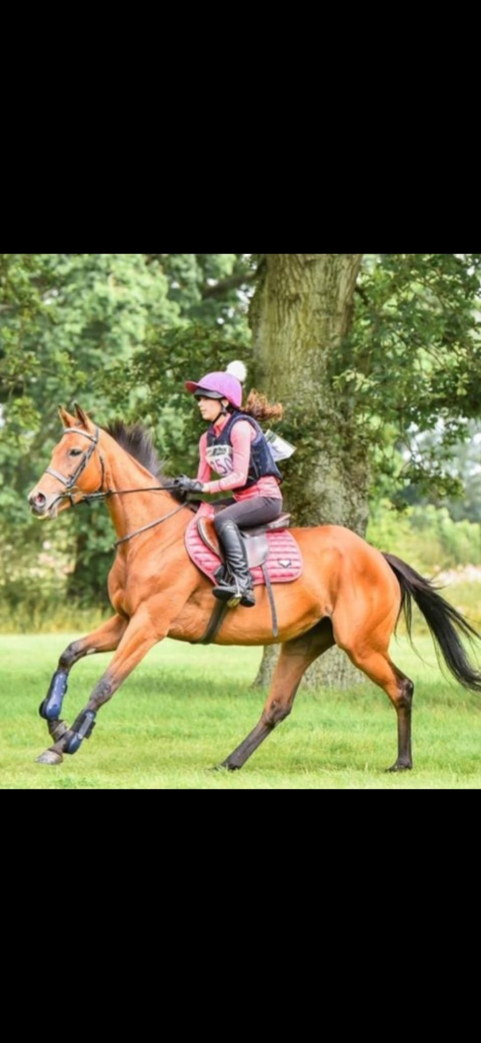 Oswestry "Chinook" Bay Mare Ex Racehorse