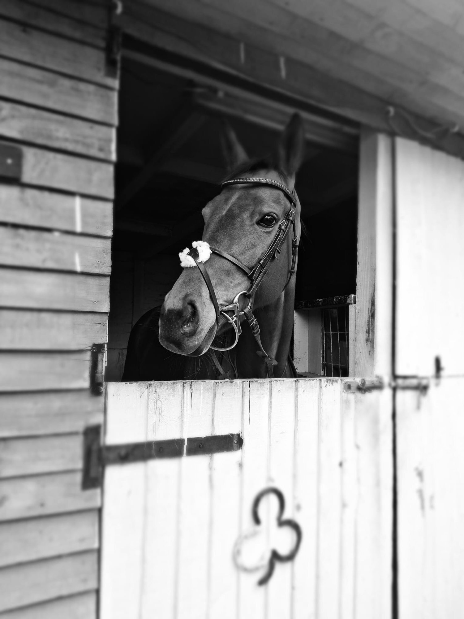 "Chinook" Bay Mare Ex Racehorse - Horses in Oswestry