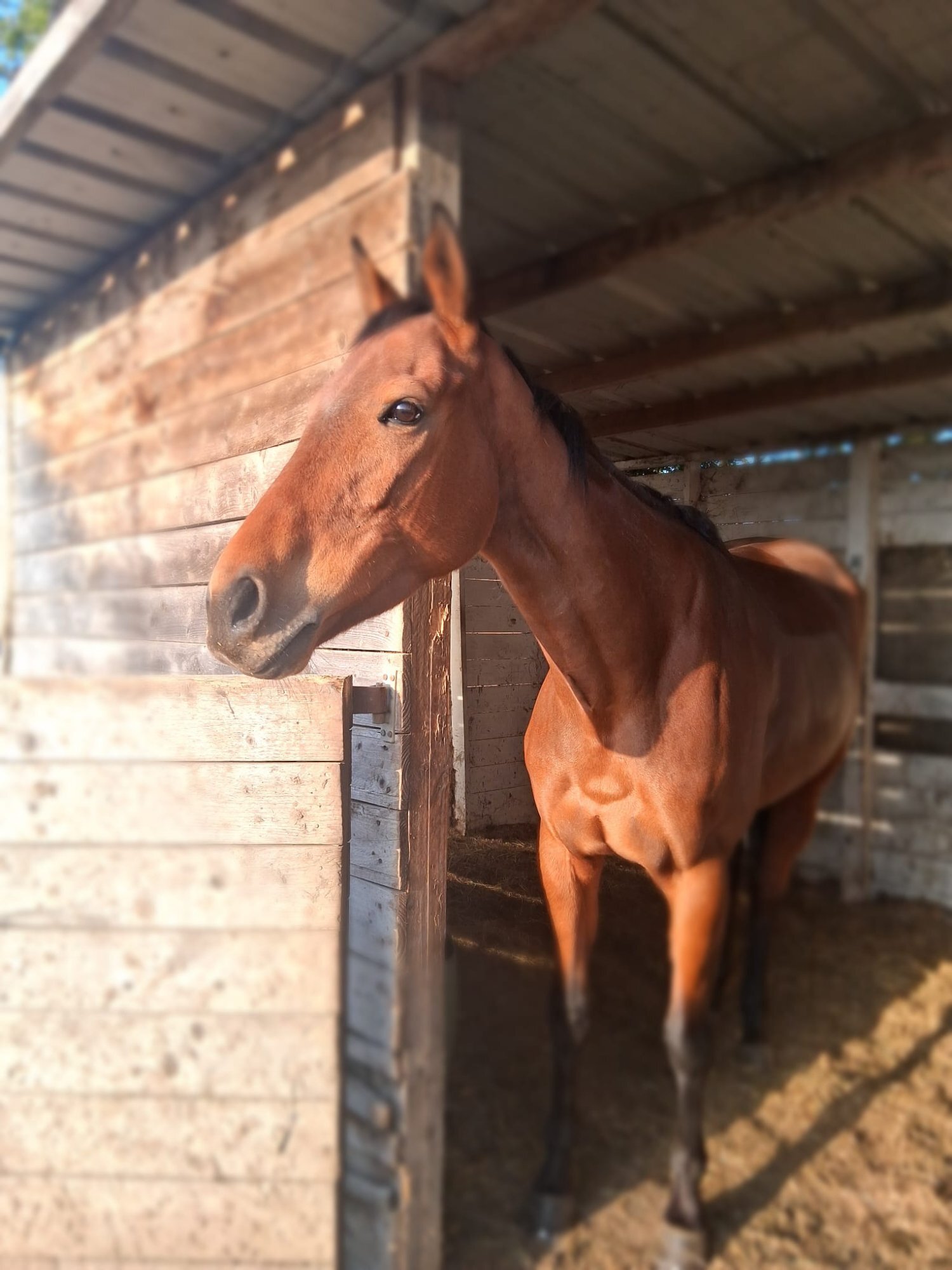 "Chinook" Bay Mare Ex Racehorse - Horses