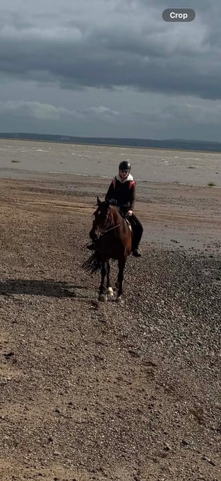 "Winnie" Bay Mare Happy Hacker