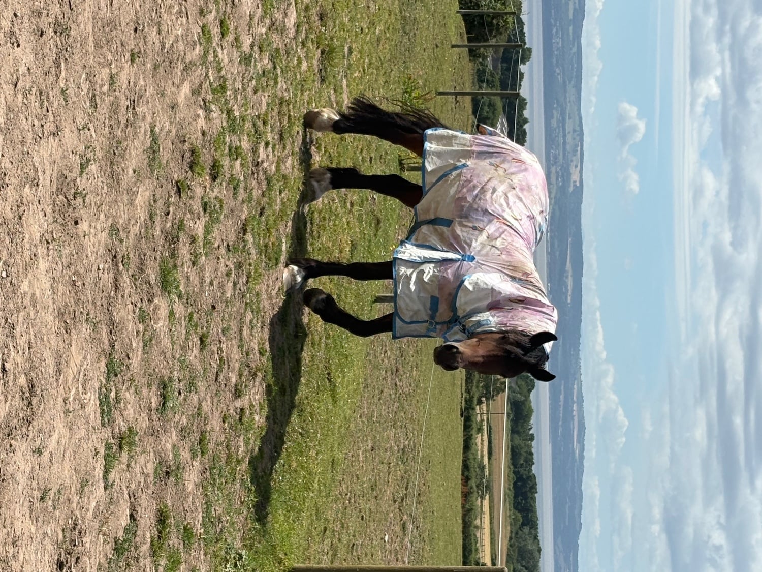 "Winnie" Bay Mare Happy Hacker - Horses in Liverpool