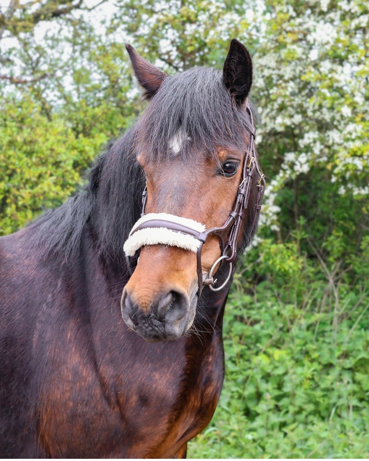 "Winnie" Bay Mare Happy Hacker - Horses