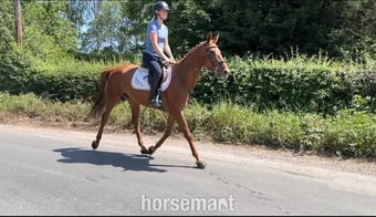 "Rusty" Chestnut Mare All Rounder