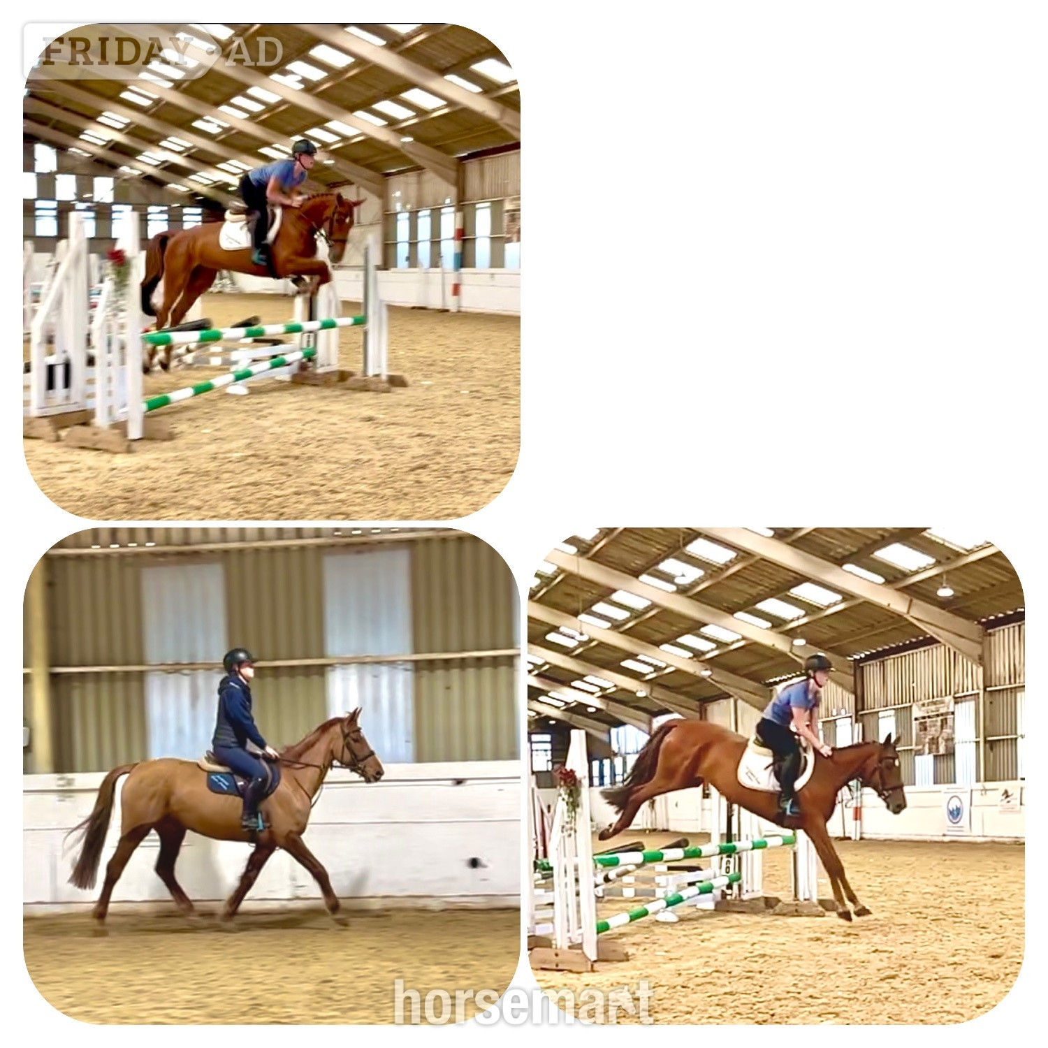 Staplehurst "Rusty" Chestnut Mare All Rounder