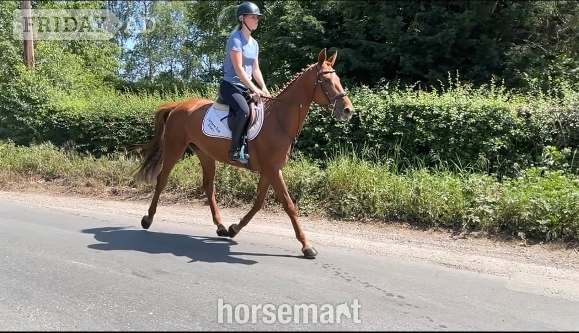 "Rusty" Chestnut Mare All Rounder in Staplehurst