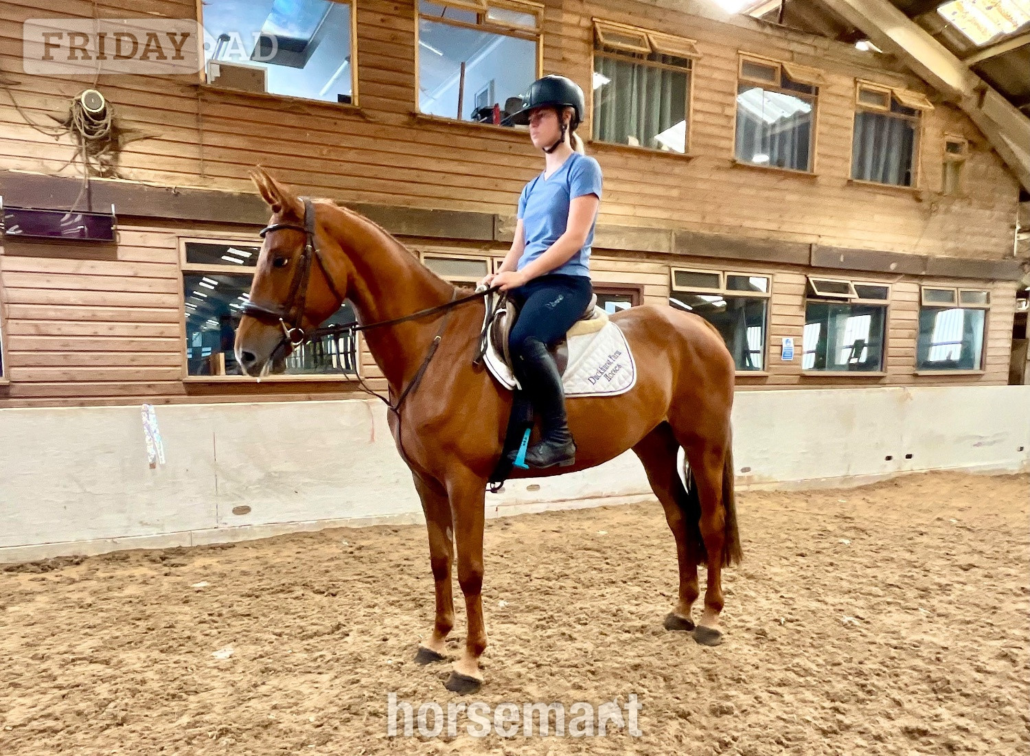 "Rusty" Chestnut Mare All Rounder