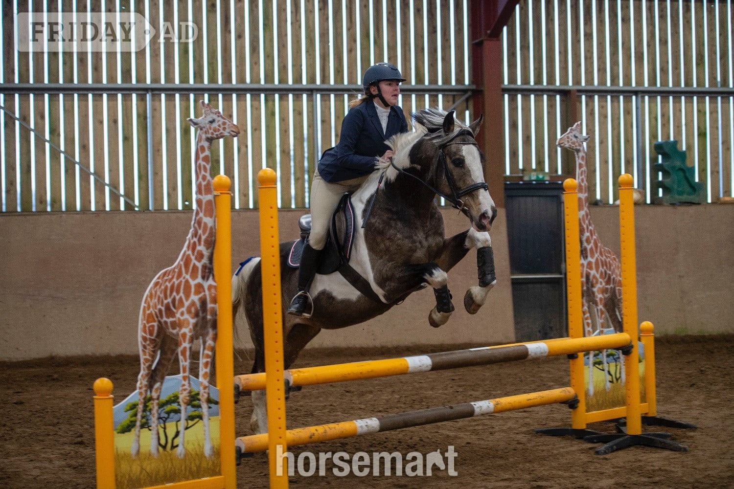 "Muirdrum Cruz " Buckskin Stallion Stallion