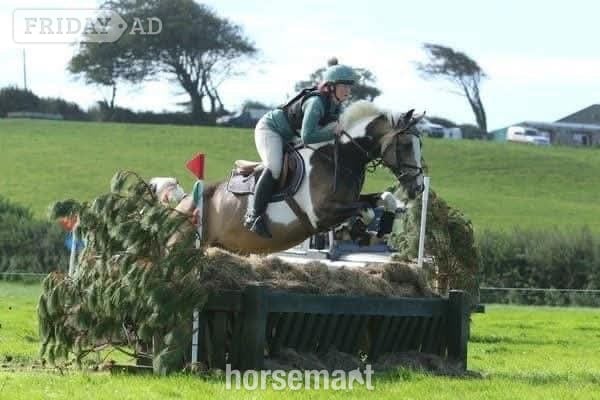 Ystrad Mynach "Muirdrum Cruz " Buckskin Stallion Stallion