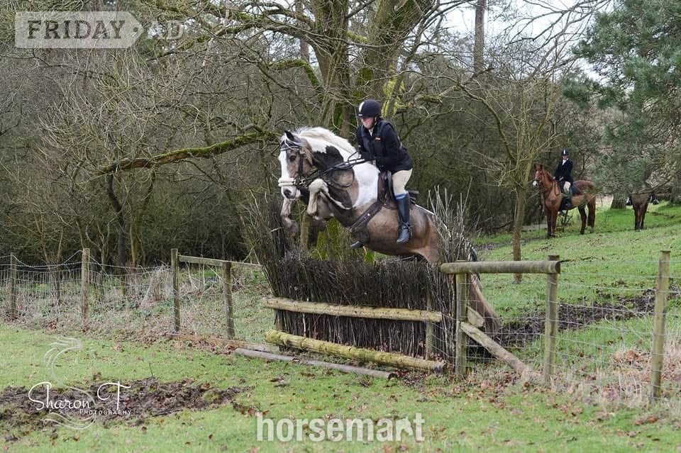 "Muirdrum Cruz " Buckskin Stallion Stallion - Horses in Ystrad Mynach