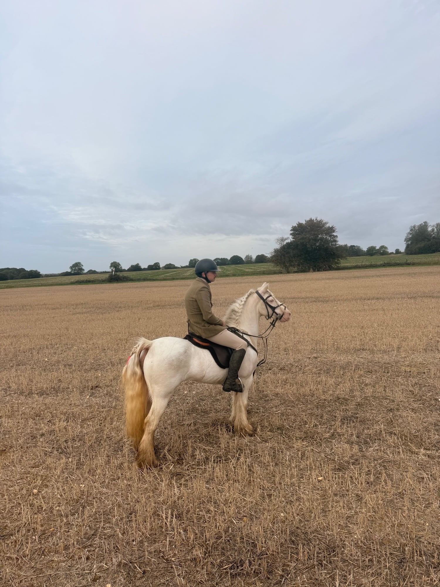 "Duchess" Cremello Mare All Rounder