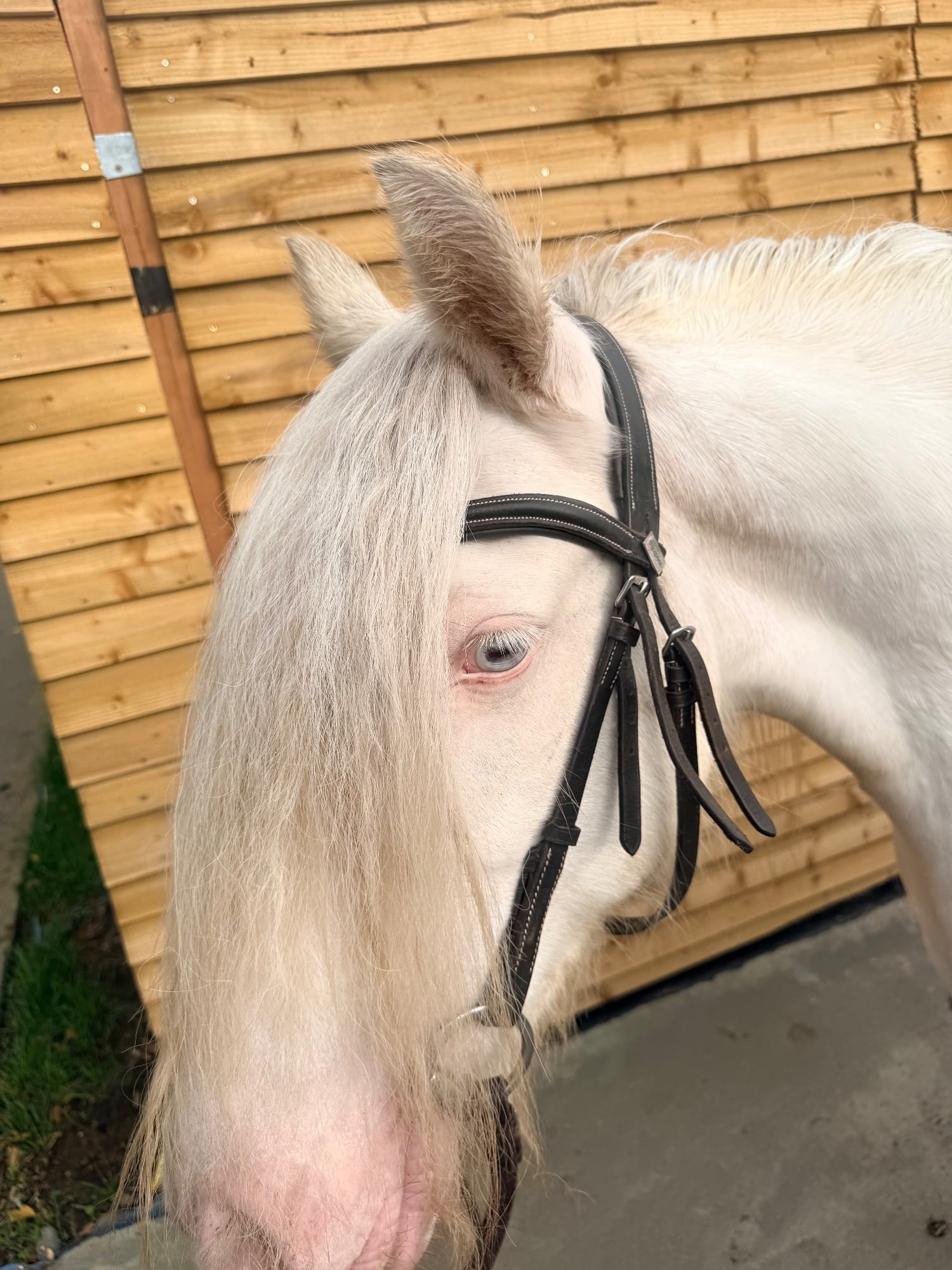 Hertford "Duchess" Cremello Mare All Rounder