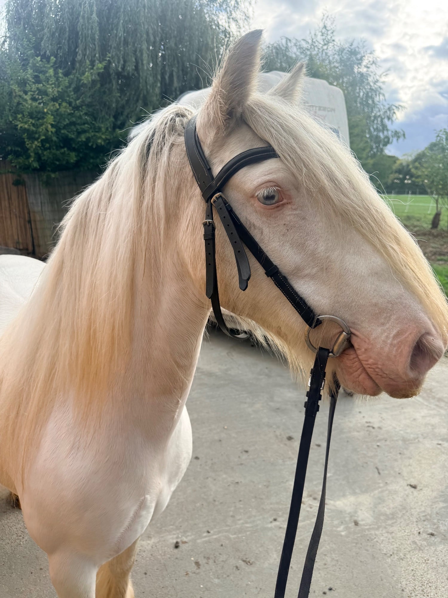 "Duchess" Cremello Mare All Rounder - Horses in Hertford