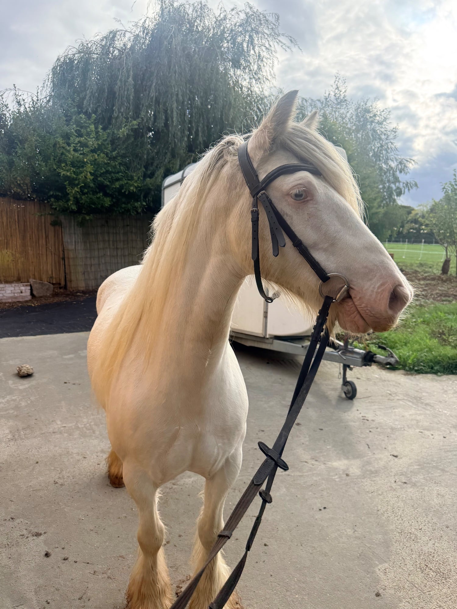 "Duchess" Cremello Mare All Rounder - Horses