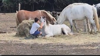 "Jack Jack" Grey Gelding All Rounder