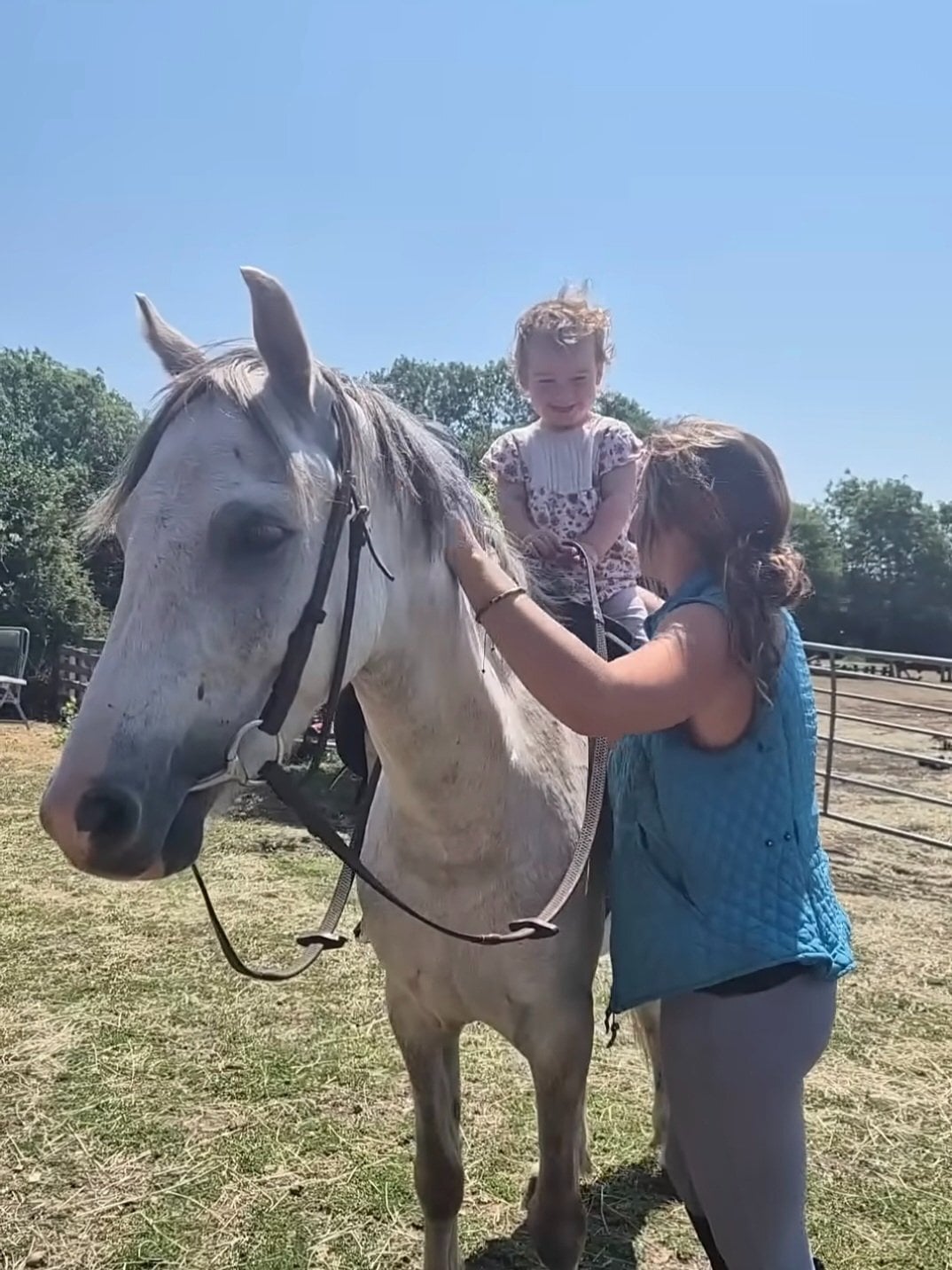 "Jack Jack" Grey Gelding All Rounder