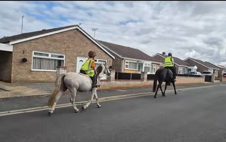 Peterborough "Jack Jack" Grey Gelding All Rounder