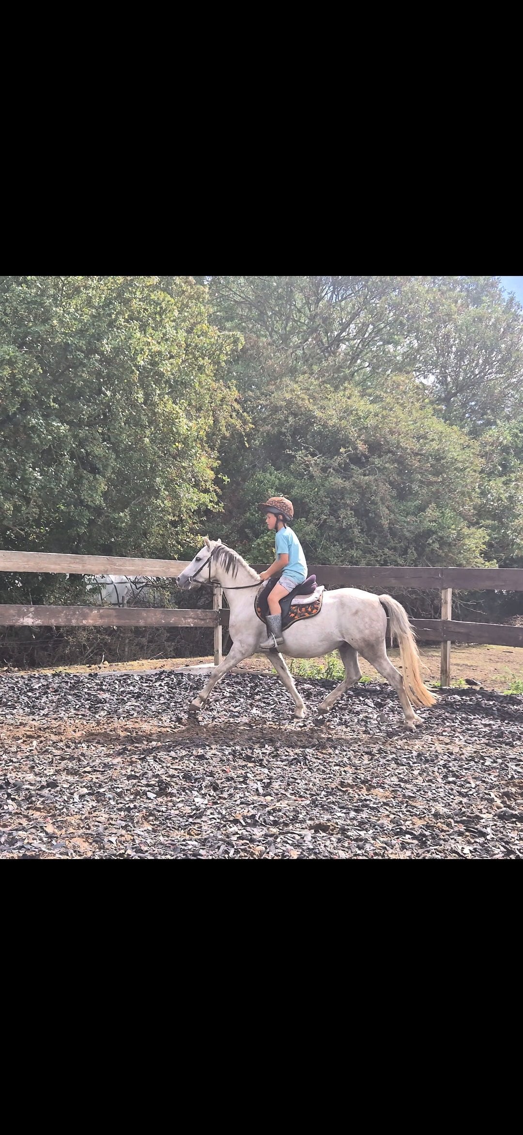 "Jack Jack" Grey Gelding All Rounder - Horses in Peterborough
