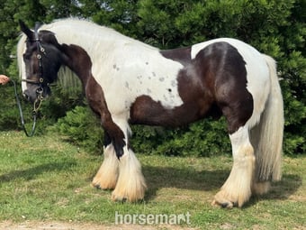 "Billy " Piebald Gelding Cob/Heavy Horse
