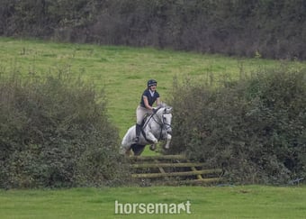"Dora" Grey Mare All Rounder