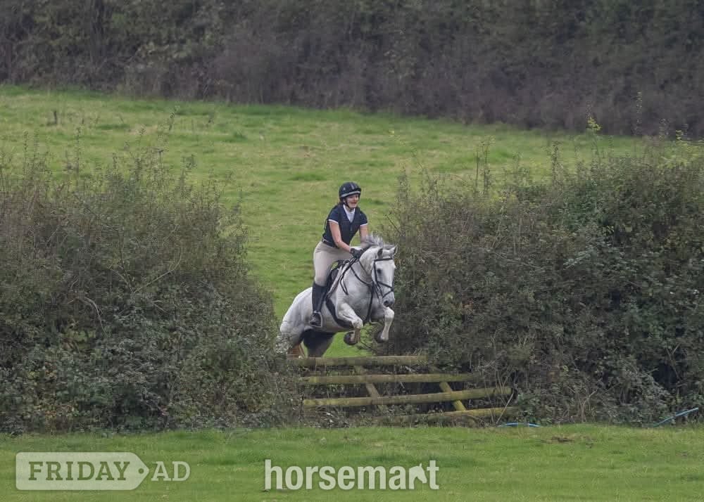 "Dora" Grey Mare All Rounder in Horsham