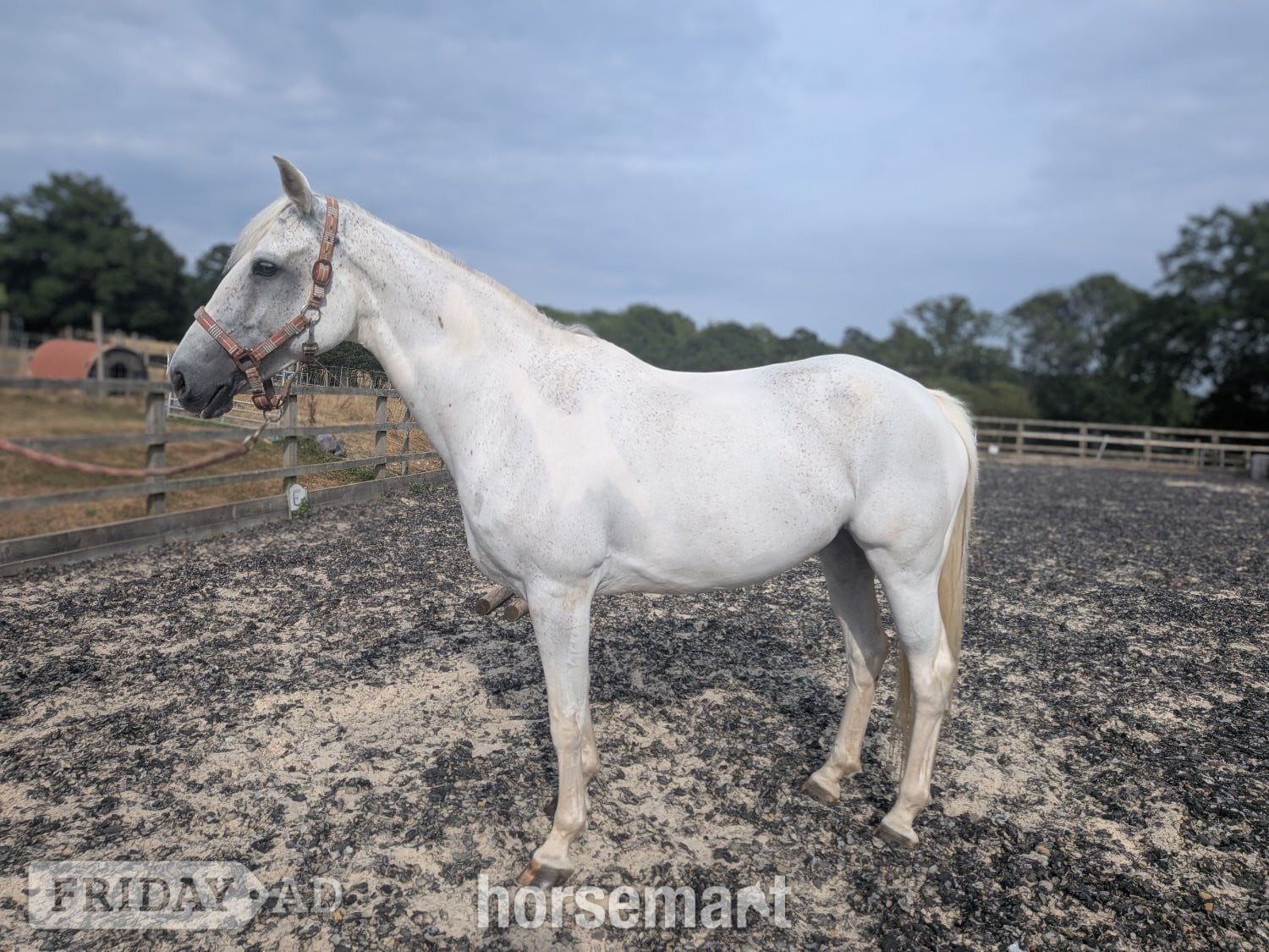 "Dora" Grey Mare All Rounder