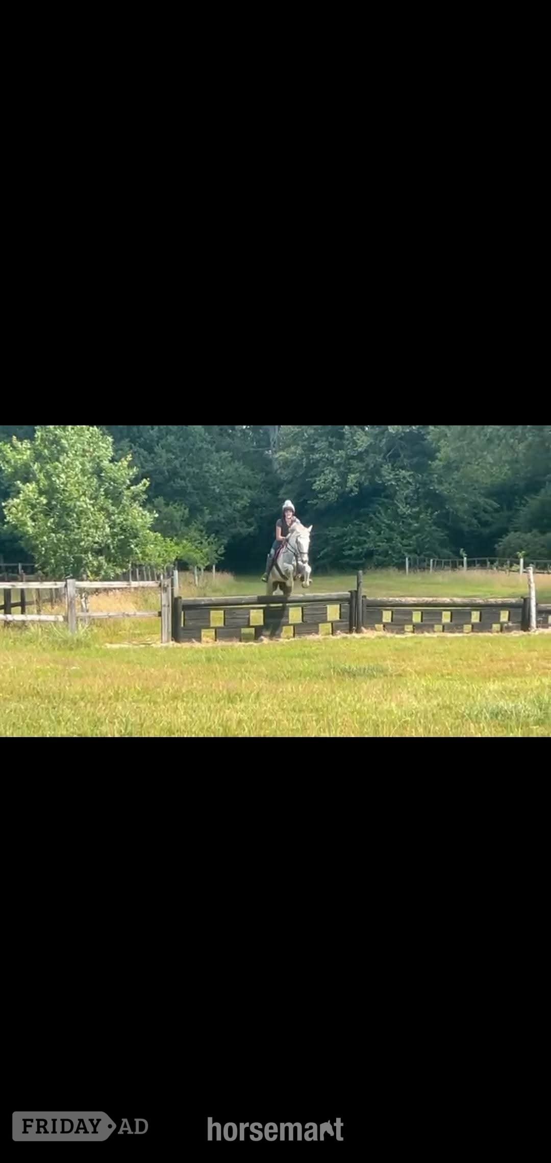 "Dora" Grey Mare All Rounder - Horses