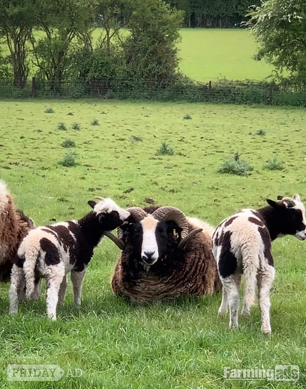 Registered Mature Jacob Ram