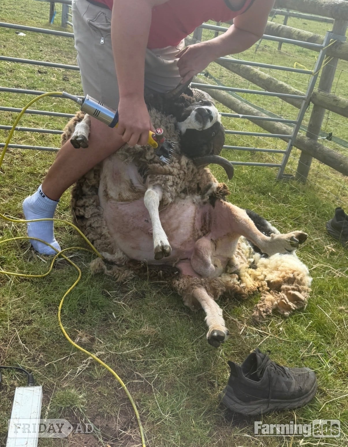 Newent Registered Mature Jacob Ram
