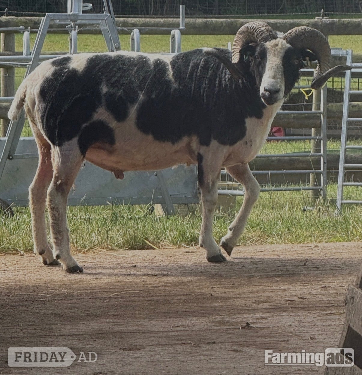 Registered Mature Jacob Ram - Livestock in Newent
