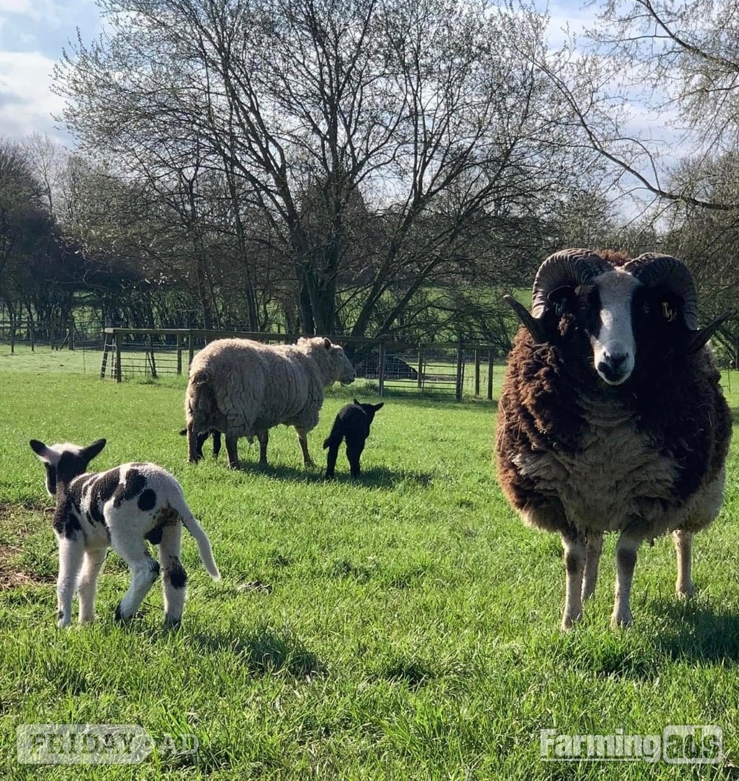 Registered Mature Jacob Ram - Livestock