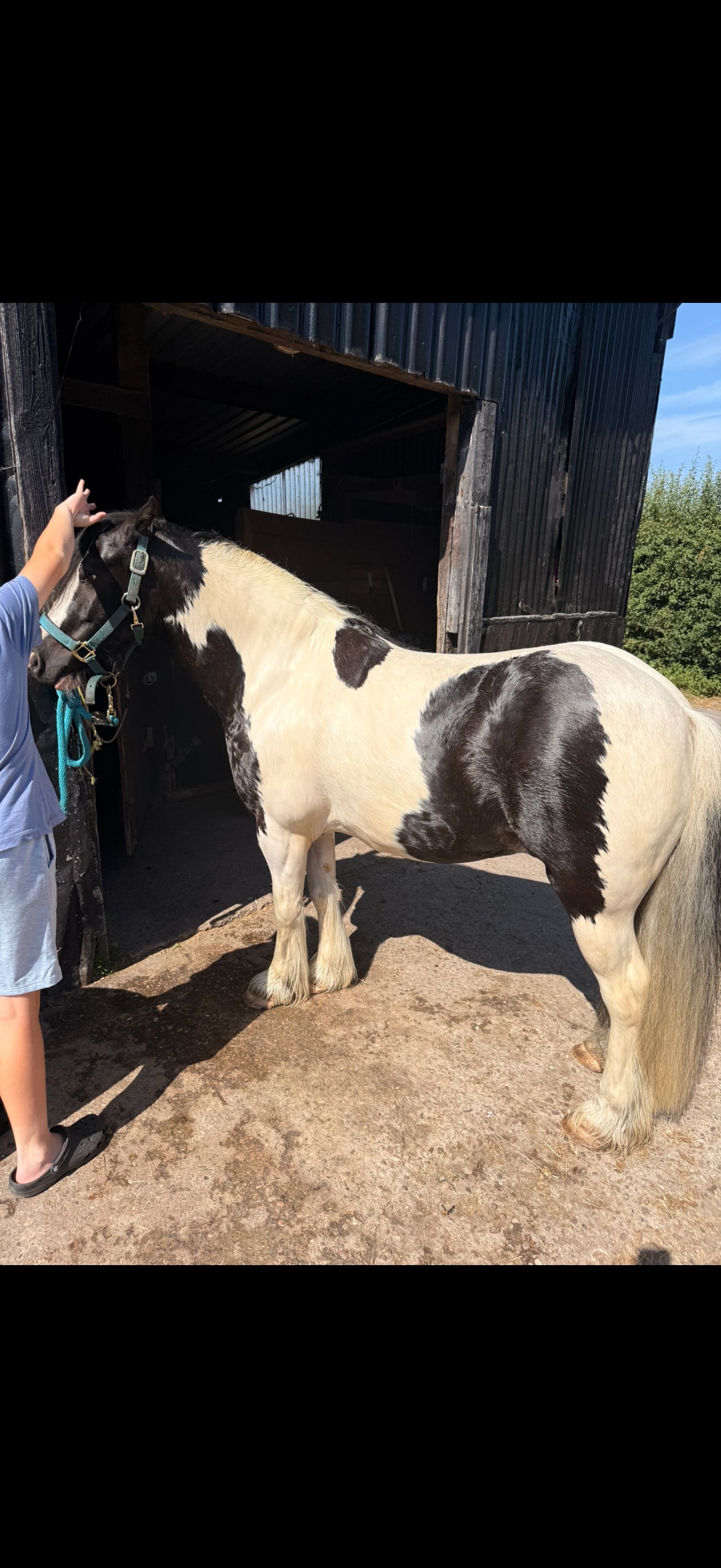 "Apollo" Piebald Gelding Coloured in Crewe