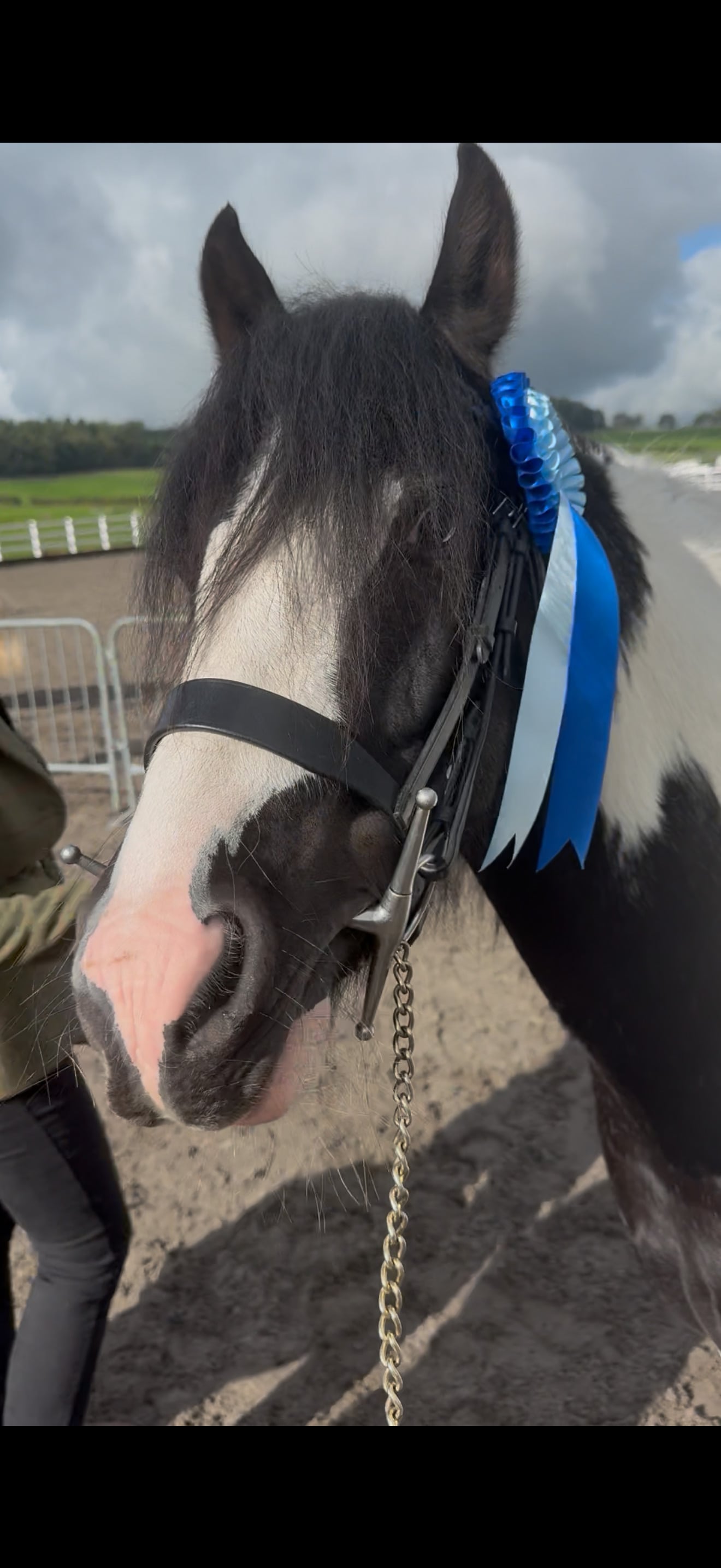 "Apollo" Piebald Gelding Coloured