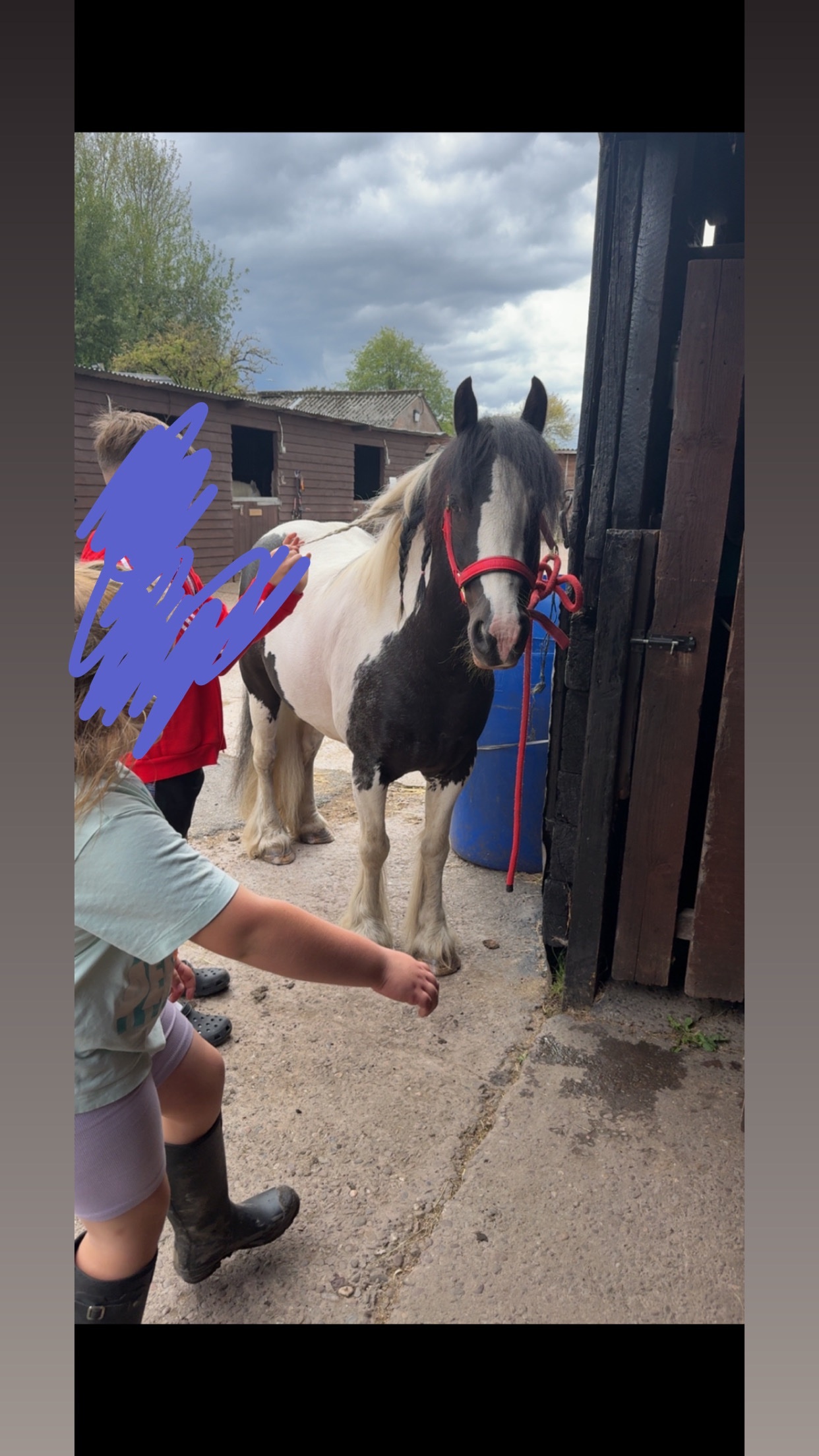 "Apollo" Piebald Gelding Coloured - Horses in Crewe