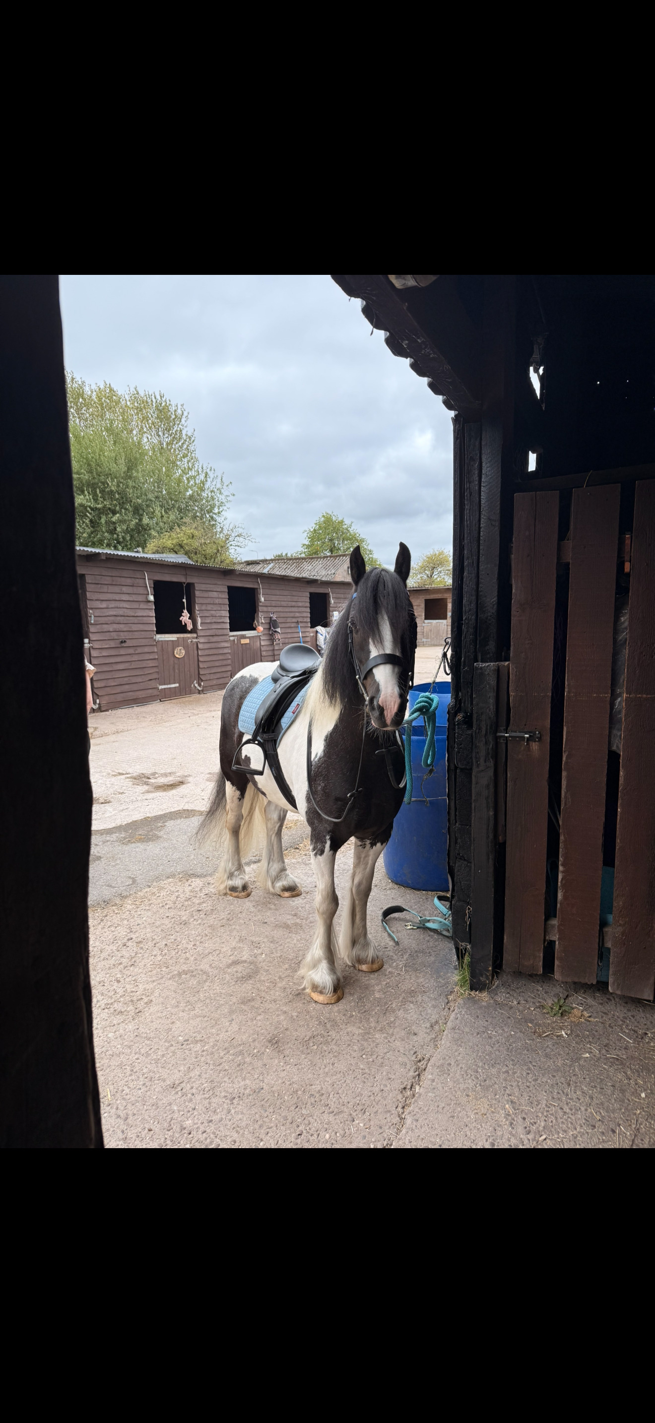 "Apollo" Piebald Gelding Coloured - Horses