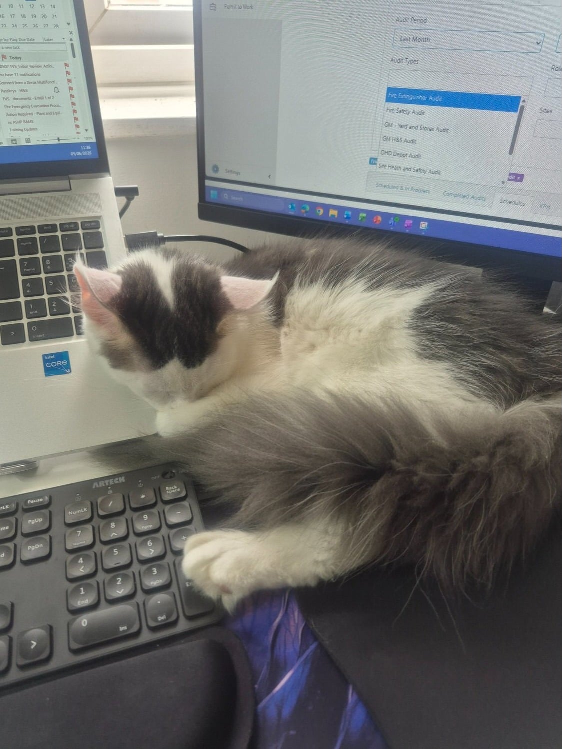 Stunning Pure Maine Coon Kitten