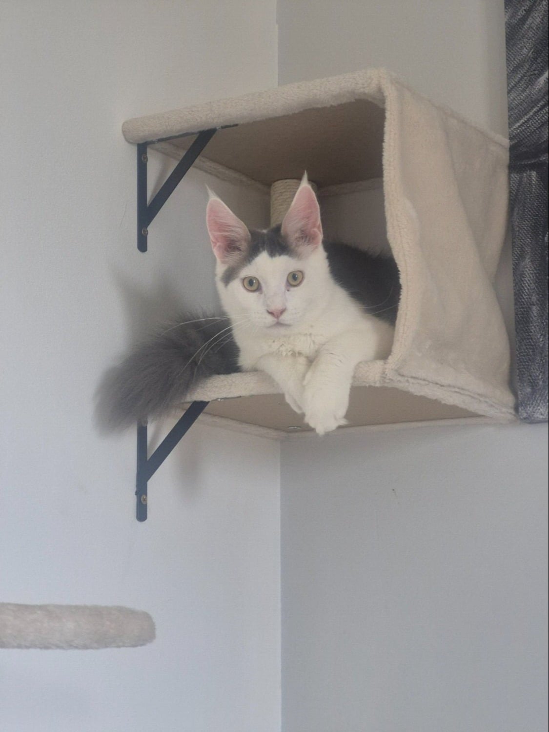 Basildon Stunning Pure Maine Coon Kitten