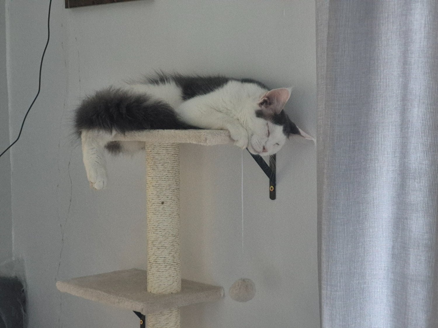 Stunning Pure Maine Coon Kitten - Cats & Kittens in Basildon