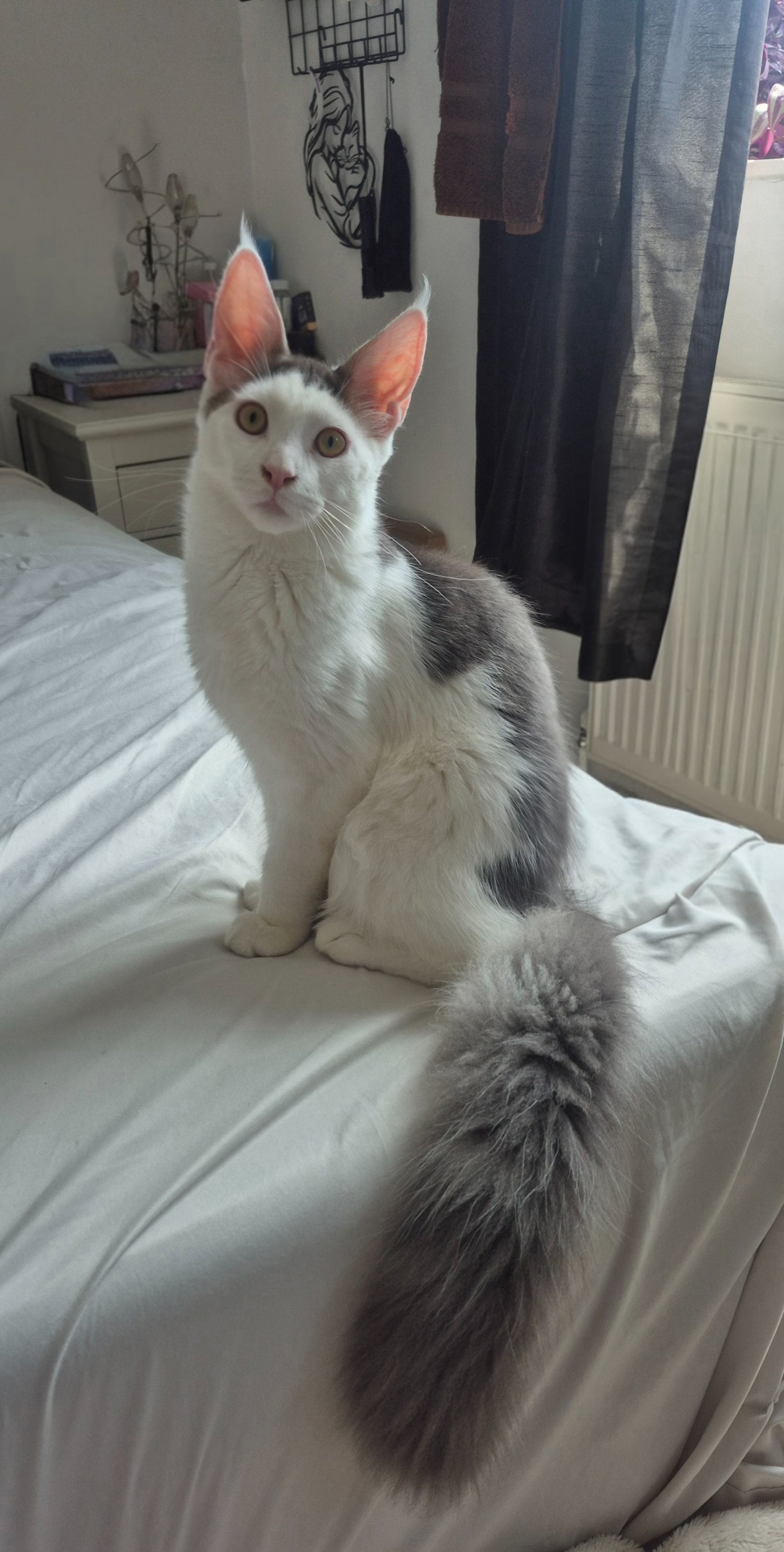 Stunning Pure Maine Coon Kitten - Cats & Kittens
