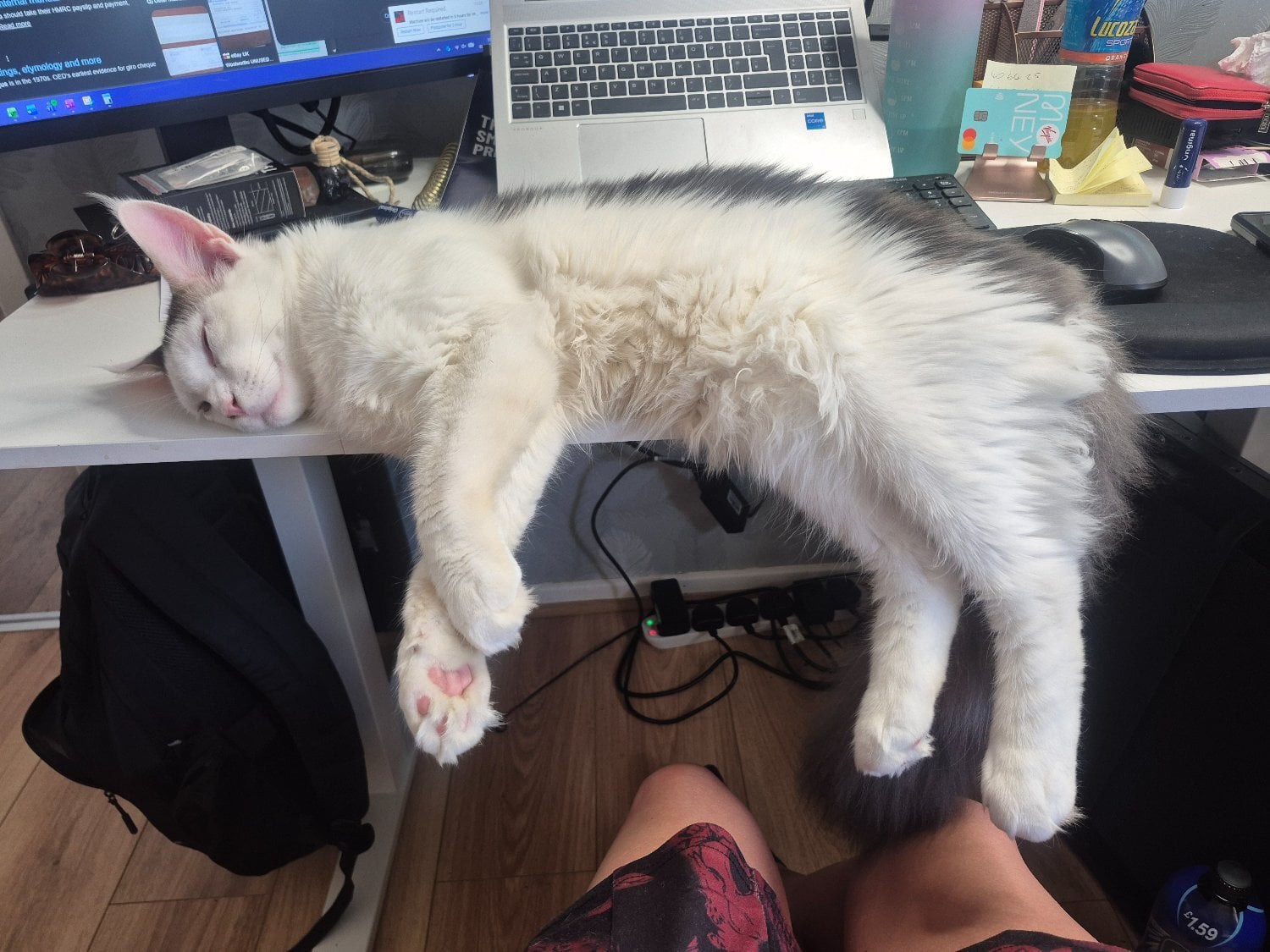 Stunning TICA Registered Maine Coon, 9 Months 