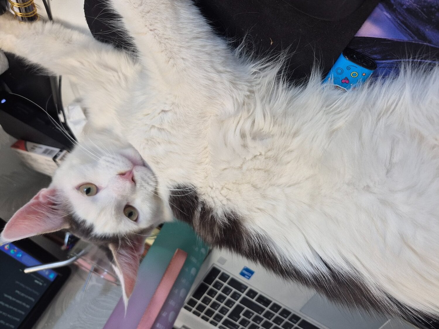 Stunning TICA Registered Maine Coon, 9 Months  - Cats & Kittens in Basildon