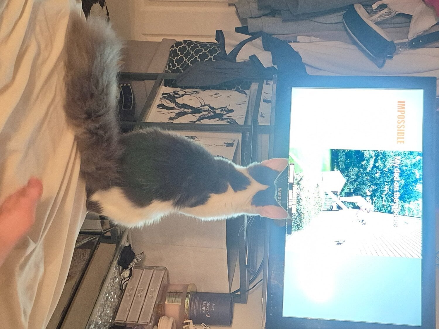 Stunning TICA Registered Maine Coon, 9 Months  - Cats & Kittens