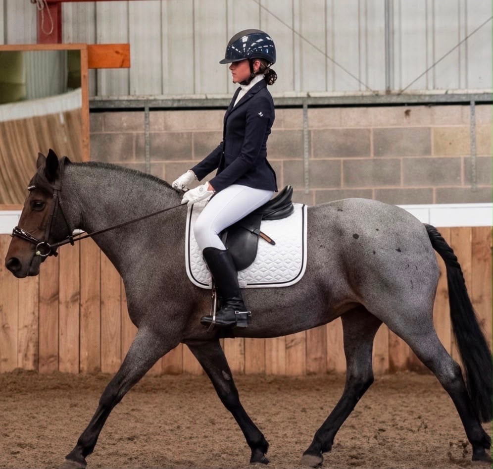 "Sharnie" Roan Mare All Rounder - Horses in Bradford
